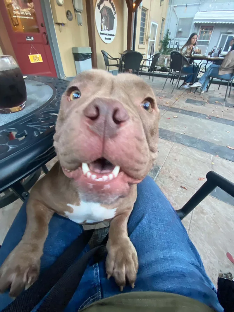 An adult medium-sized female Yellow / Tan / Blond / Fawn American Bully dog named Freda for adoption in Port Huron, MI