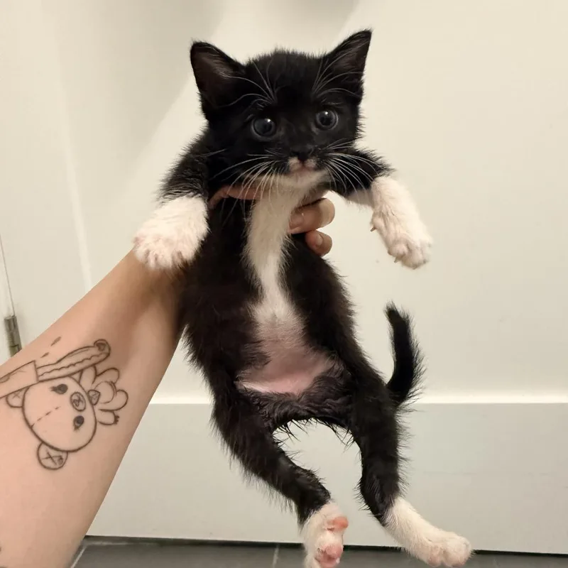 A baby small-sized female Black Domestic Short Hair cat named Jalen for adoption in Middle Village, NY