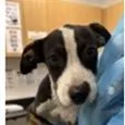 Roco