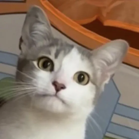 A young medium-sized female Gray & White Domestic Short Hair cat named Haushinka for adoption in Maple Shade, NJ