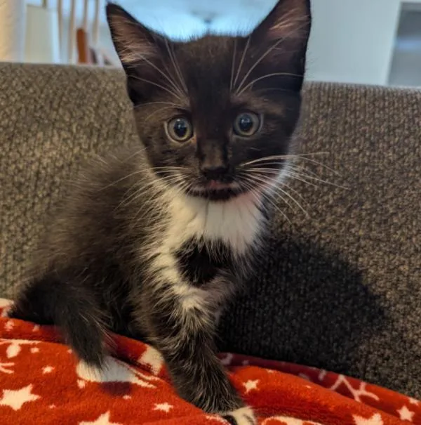A baby small-sized female Domestic Short Hair cat named Sookie for adoption in Roanoke, VA