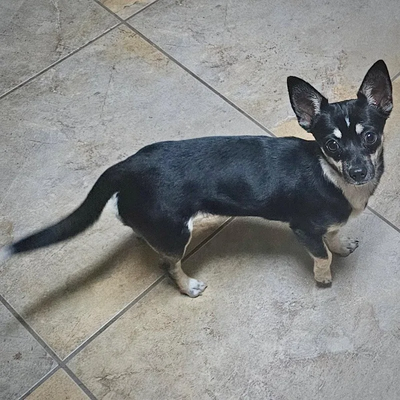 Chili