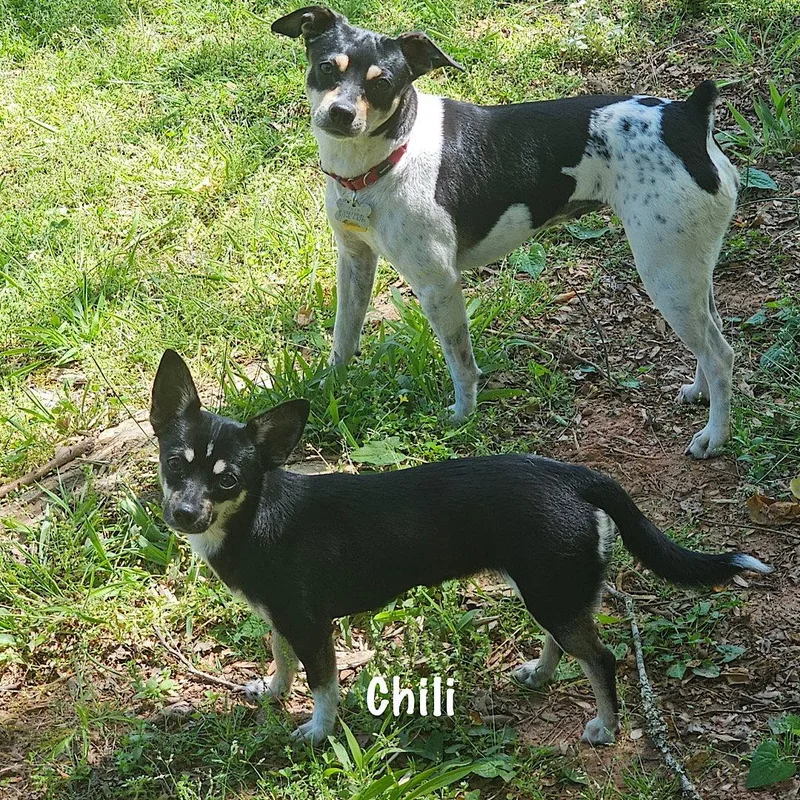 Chili thumbnail 2