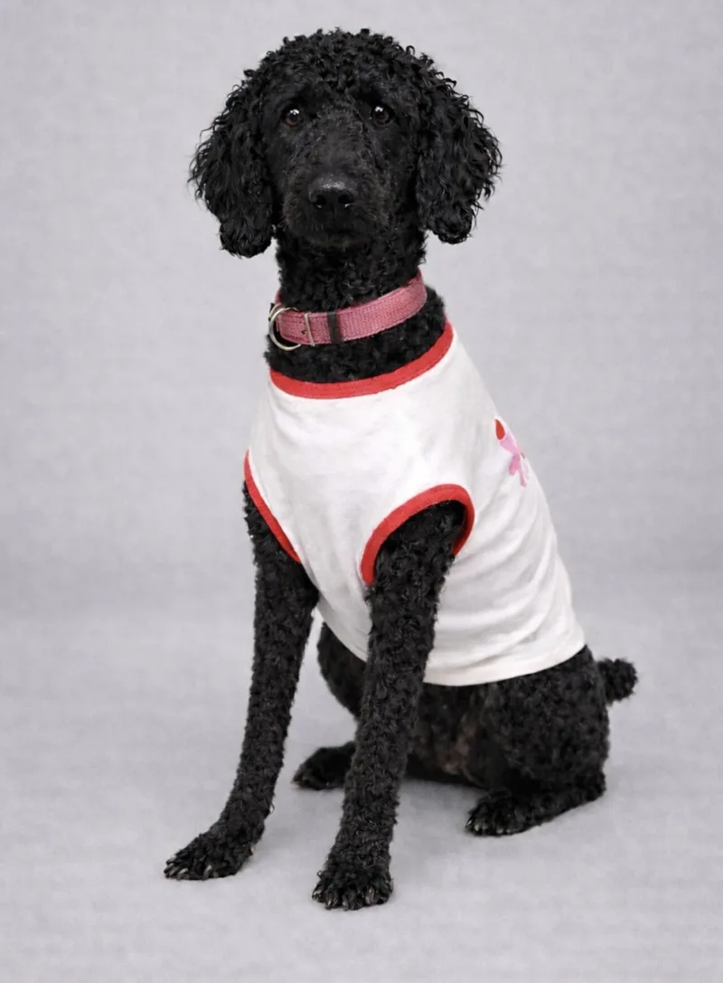 An adult medium-sized female Goldendoodle dog named Baby for adoption in Spring, TX