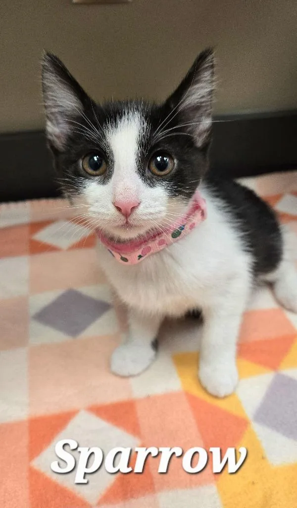 A baby small-sized female Domestic Medium Hair cat named Sparrow for adoption in Sidney, OH
