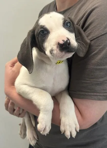 A baby large-sized male Shepherd dog named Wormie for adoption in West Chester, PA
