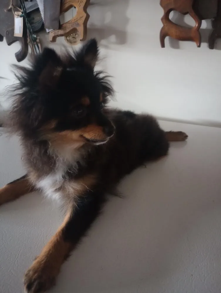 A baby small-sized male Pomeranian dog named Roamer for adoption in Warrenton, MO