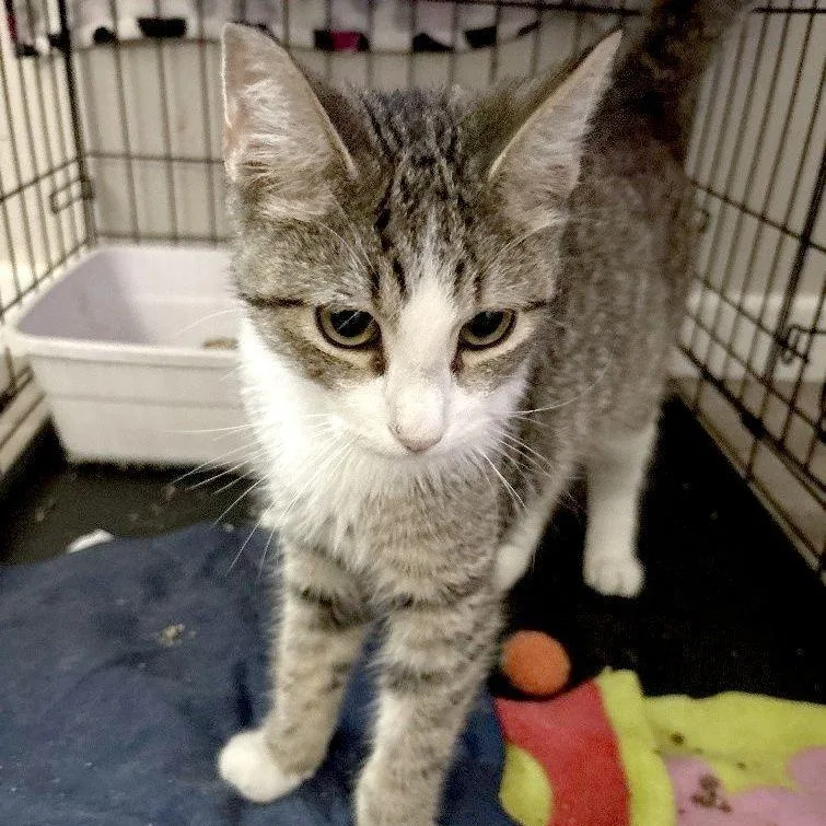 A young medium-sized male Tabby (Gray / Blue / Silver) Tabby cat named Jackson for adoption in Henderson, NV