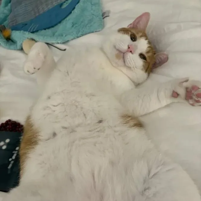 An adult large-sized male White Domestic Short Hair cat named Mango for adoption in Weehawken, NJ