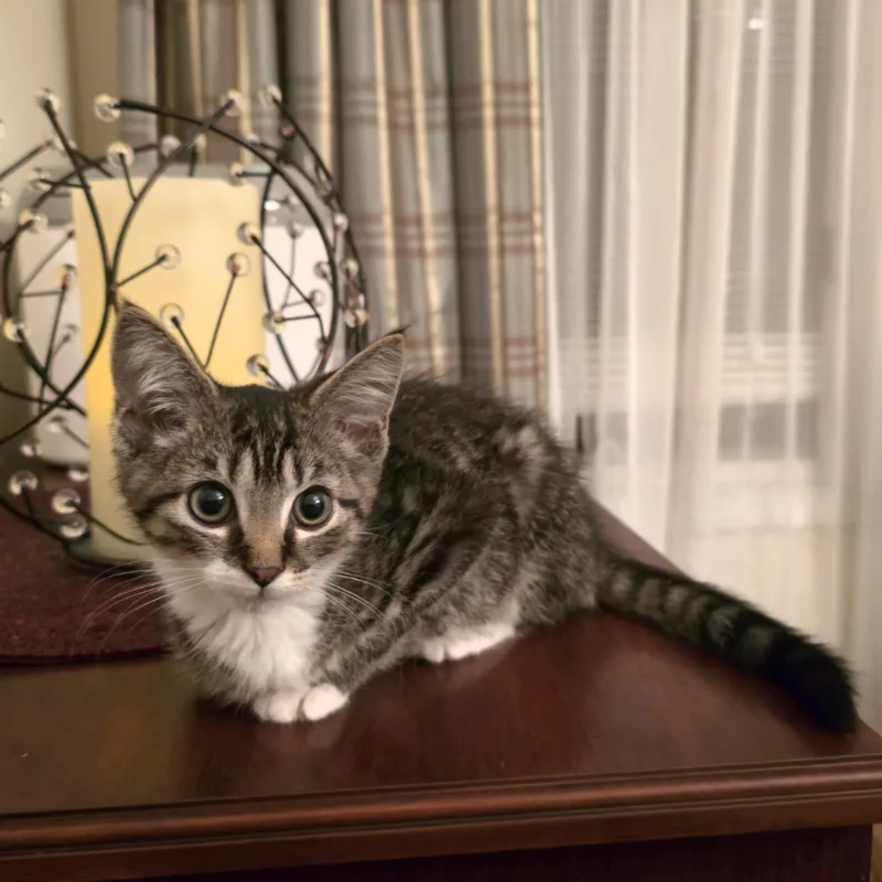 A baby medium-sized male Tabby (Brown / Chocolate) Domestic Short Hair cat named Ollie for adoption in Lemoyne, PA