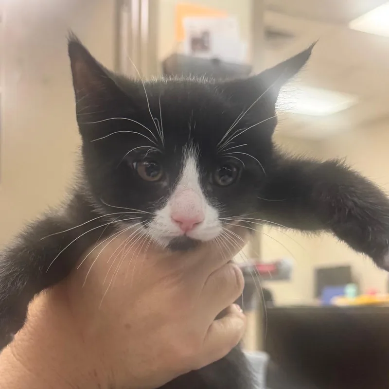 A baby small-sized male Black Domestic Short Hair cat named Andy for adoption in Birmingham, AL