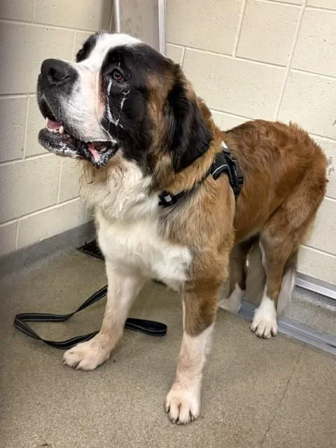 A young extra large-sized male Saint Bernard dog named Tiny for adoption in West Valley City, UT