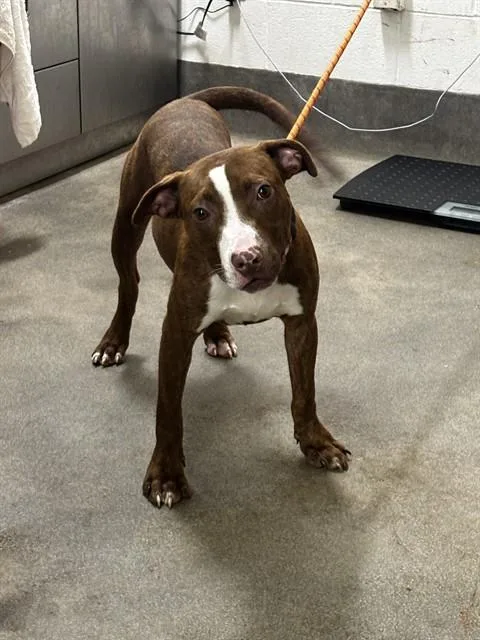 A young large-sized male Pit Bull Terrier dog named Loki for adoption in Upper Marlboro, MD