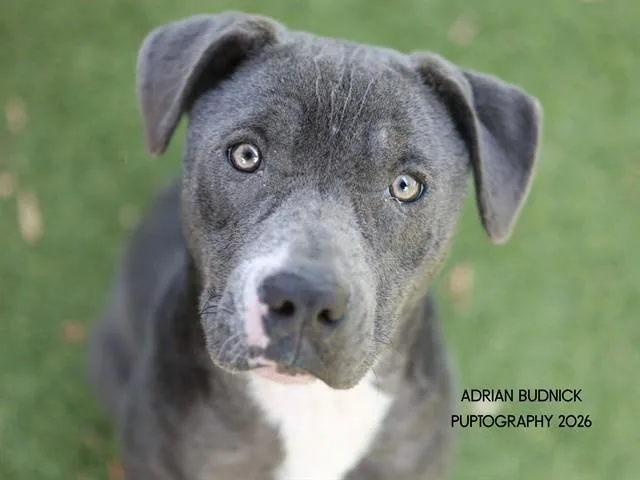 An adult medium-sized female Mixed Breed dog named Thelma for adoption in Nashville, TN