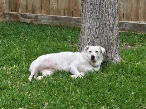 An adult medium-sized female White / Cream Labrador Retriever dog named Liberty for adoption in Pflugerville, TX
