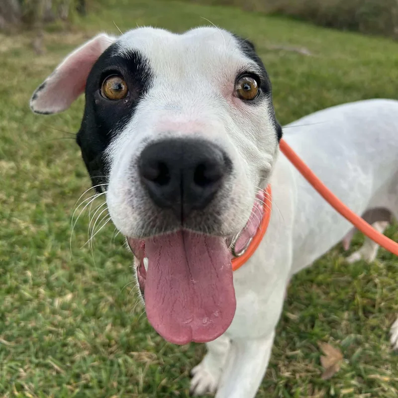 A young medium-sized female Labrador Retriever dog named Zara for adoption in Pearland, TX