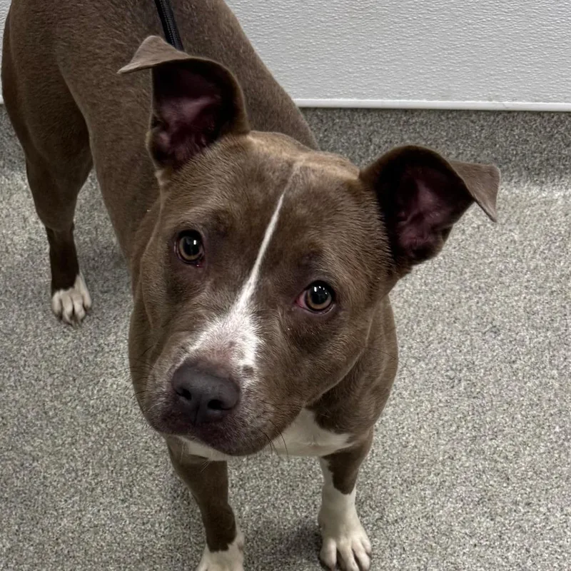 An adult medium-sized female Brown / Chocolate Pit Bull Terrier dog named Carmen Sandiego for adoption in Matteson, IL