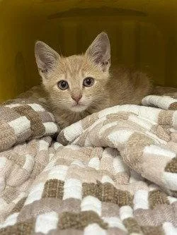 A baby small-sized male Domestic Short Hair cat named CA KoolAid for adoption in Glen Allen, VA