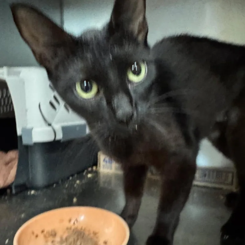 A young small-sized female Black Domestic Short Hair cat named Naomi for adoption in Abingdon, MD