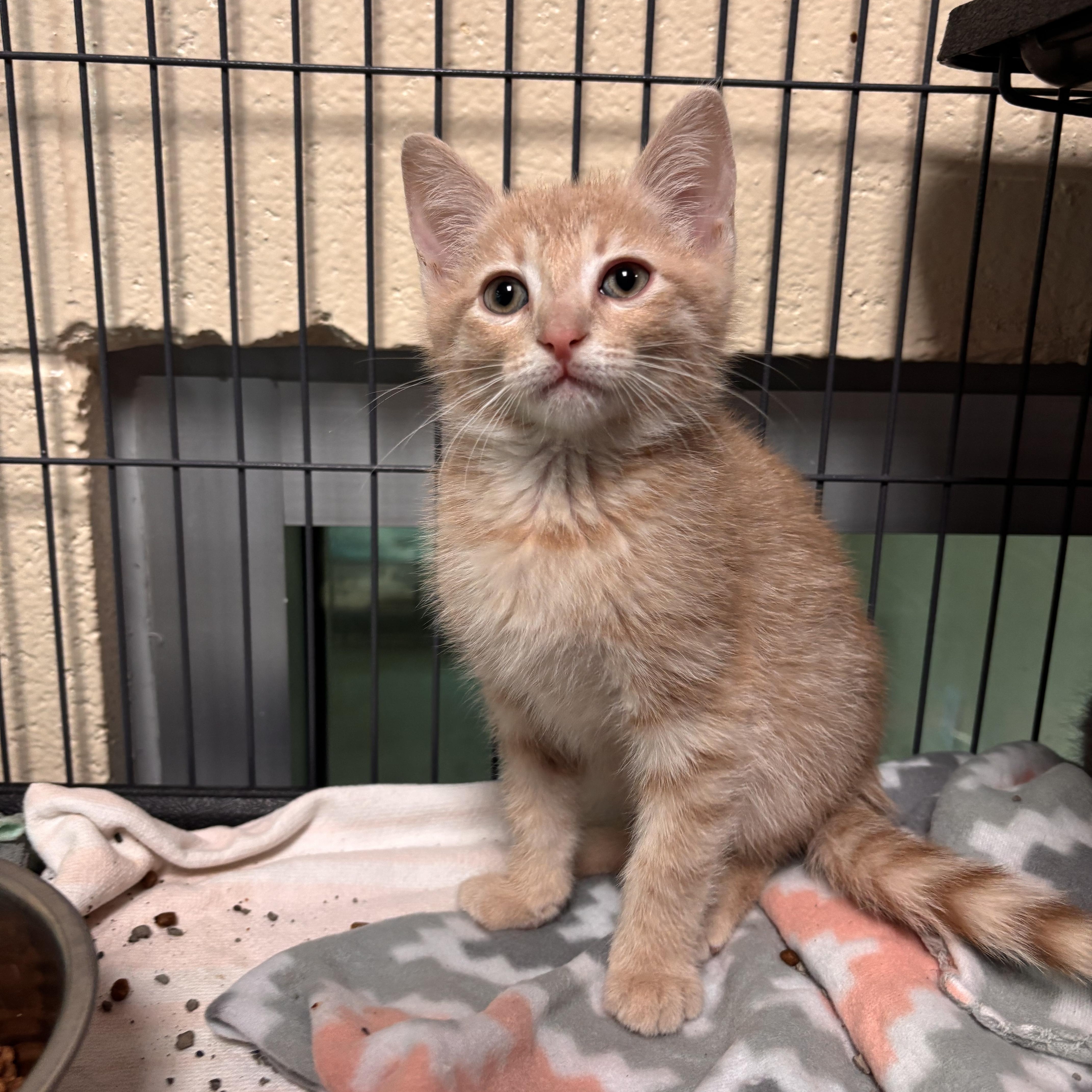 A baby medium-sized male Cream Point Domestic Short Hair cat named Chandler for adoption in Charleston, SC