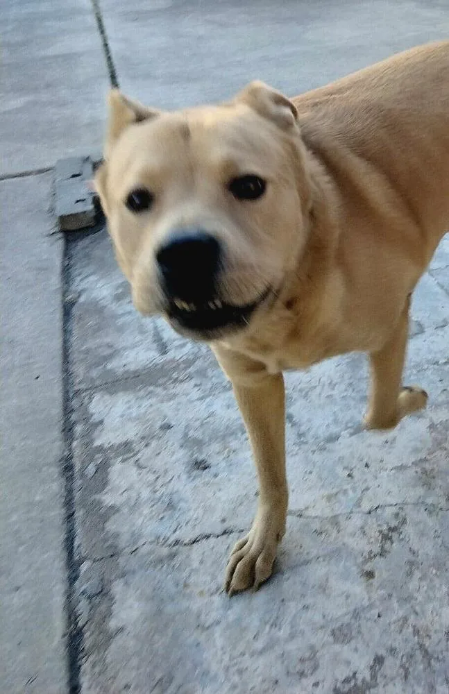 Ponchito thumbnail 2