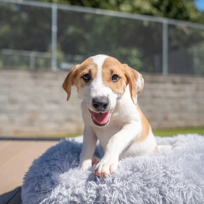 A baby medium-sized female Yellow / Tan / Blond / Fawn Husky dog named Brandy for adoption in Gainesville, GA