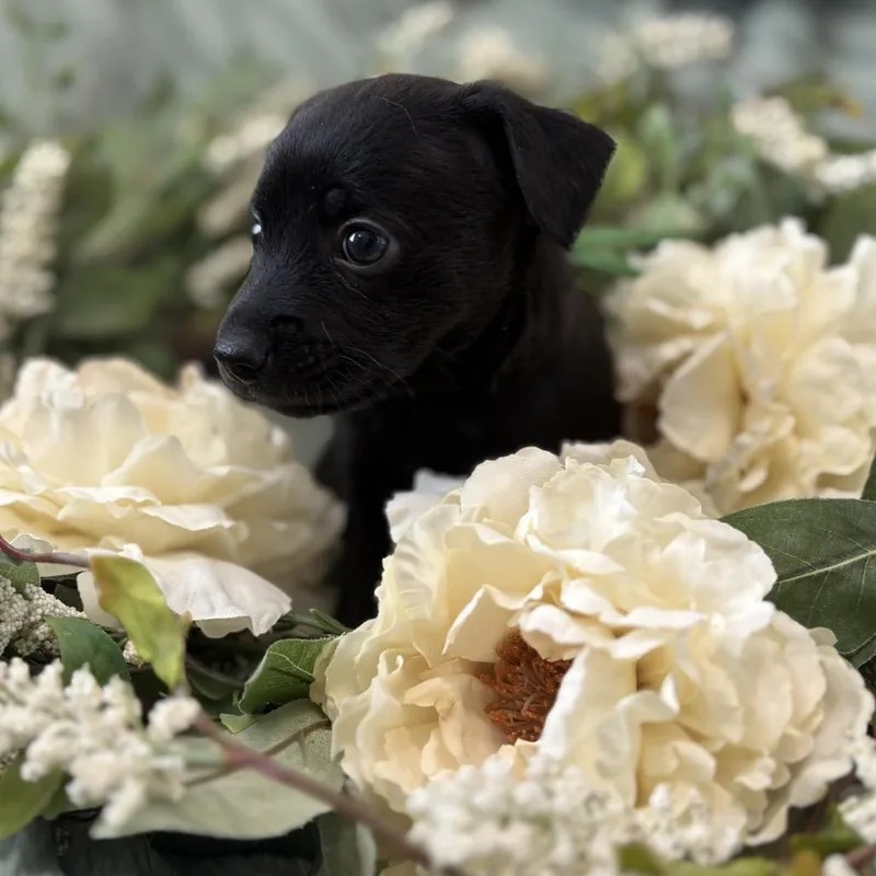 A baby small-sized male Black Chihuahua dog named Clover for adoption in Benton City, WA