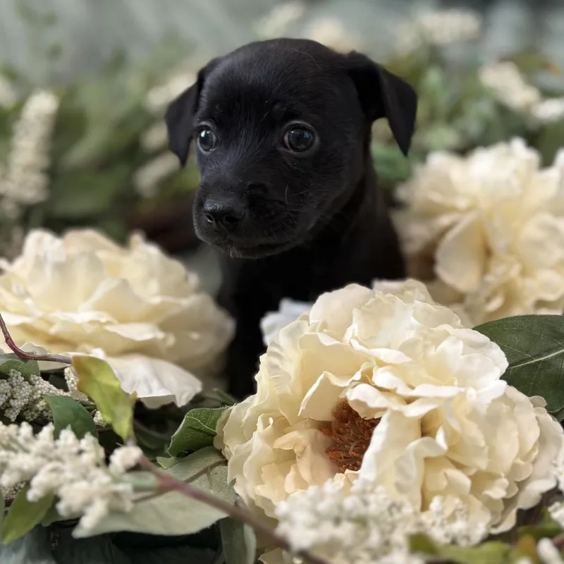 Clover thumbnail 3