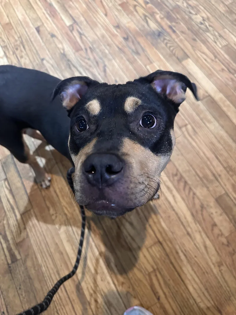 A young large-sized male Rottweiler dog named Austin for adoption in Hillsboro, NH