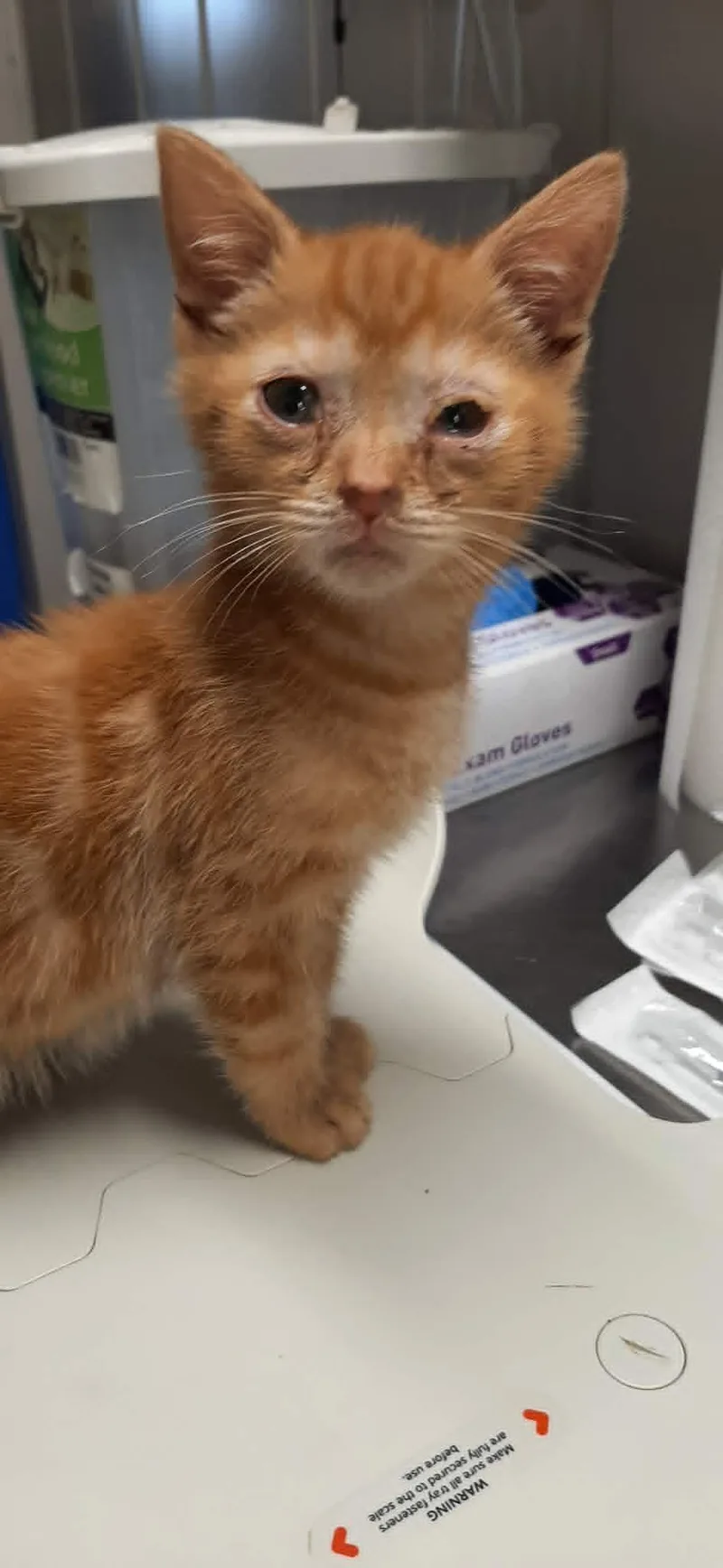 A baby medium-sized male Tabby (Orange / Red) Domestic Short Hair cat named Cobra Bubbles for adoption in Georgetown, OH