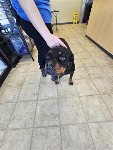 An adult large-sized female Rottweiler dog named Leena for adoption in Norfolk, VA