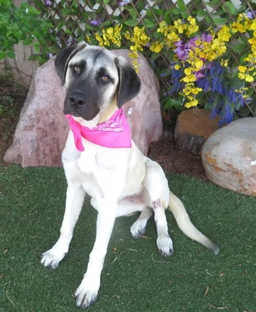 A young medium-sized female Anatolian Shepherd dog named Gemma for adoption in Oklahoma City, OK