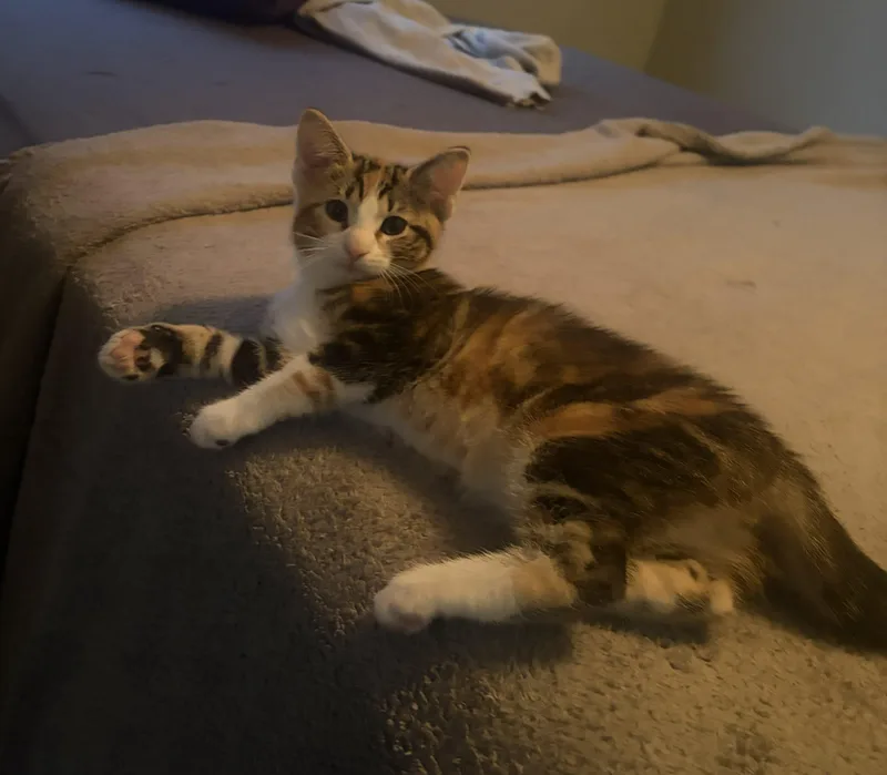 A baby small-sized female Calico Domestic Short Hair cat named Darla for adoption in Kenosha, WI