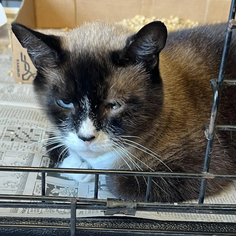 An adult large-sized male Domestic Short Hair cat named Baxter for adoption in Oak Hill, WV