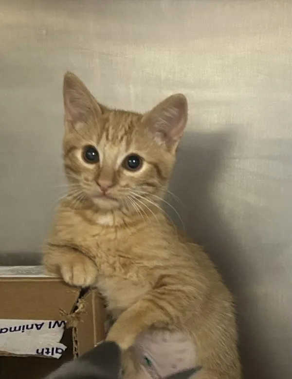 A baby small-sized female Domestic Short Hair cat named Mongoose for adoption in Oceanside, CA