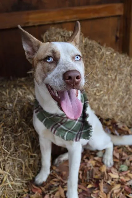 A young medium-sized female Mixed Breed dog named Merry for adoption in Columbia, SC