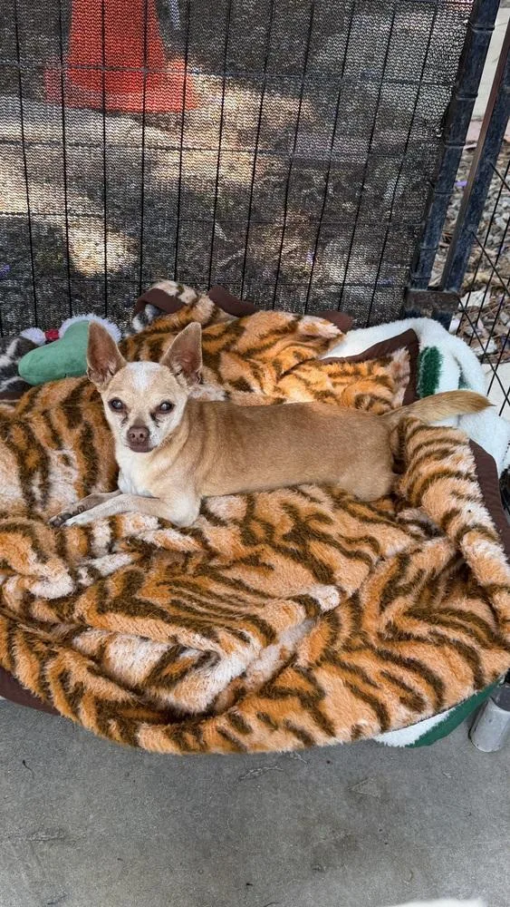 A senior small-sized male Chihuahua dog named Max for adoption in Ontario, CA