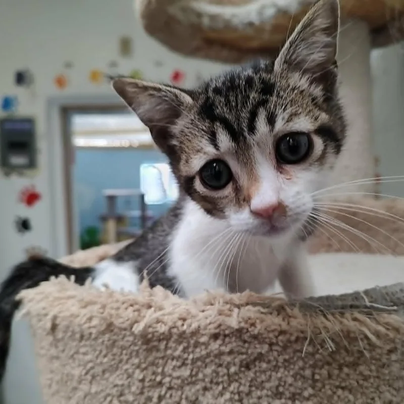A baby small-sized male Gray / Blue / Silver Domestic Short Hair cat named Gursky for adoption in Las Cruces, NM