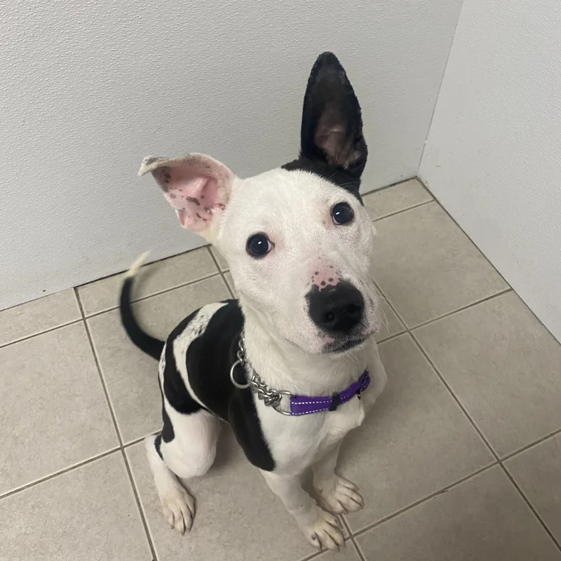 Chester Gci Trained Graduate!! thumbnail 2