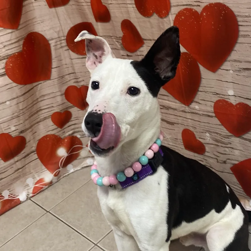 Chester Gci Trained Graduate!! thumbnail 3