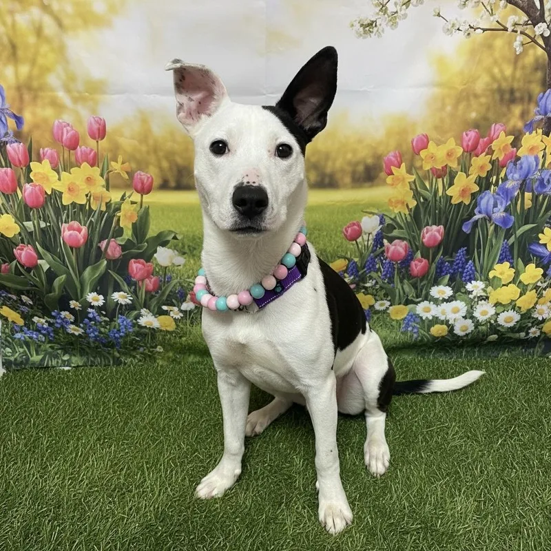 Chester Gci Trained Graduate!!