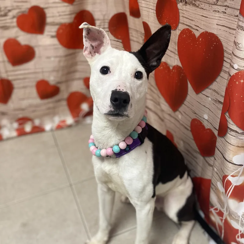 Chester Gci Trained Graduate!! thumbnail 4