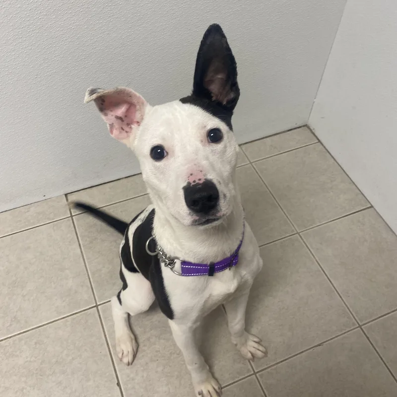 Chester Gci Trained Graduate!! thumbnail 5