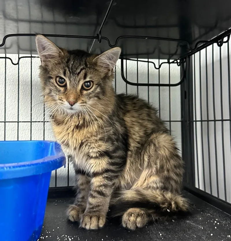 A baby small-sized female Domestic Medium Hair cat named Gabby for adoption in Washington Court House, OH