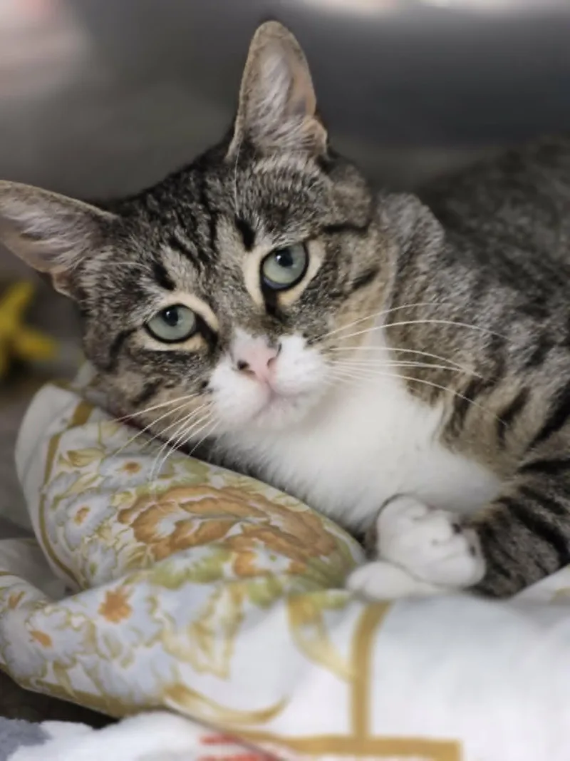 A young medium-sized female Tabby (Gray / Blue / Silver) Domestic Short Hair cat named Hayden for adoption in West Palm Beach, FL