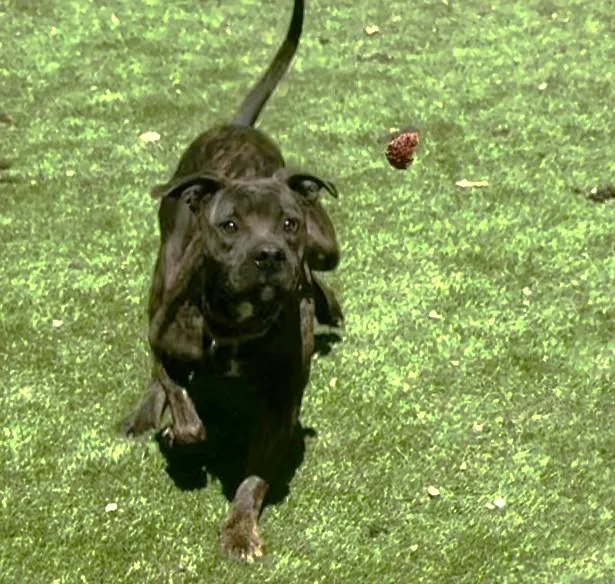 Brindi Brindi thumbnail 2