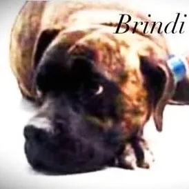 Brindi Brindi thumbnail 3
