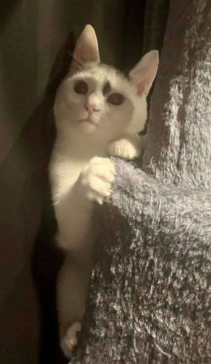 Rosé  `a Priority thumbnail 2