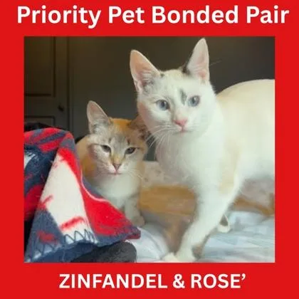 Rosé  `a Priority thumbnail 3