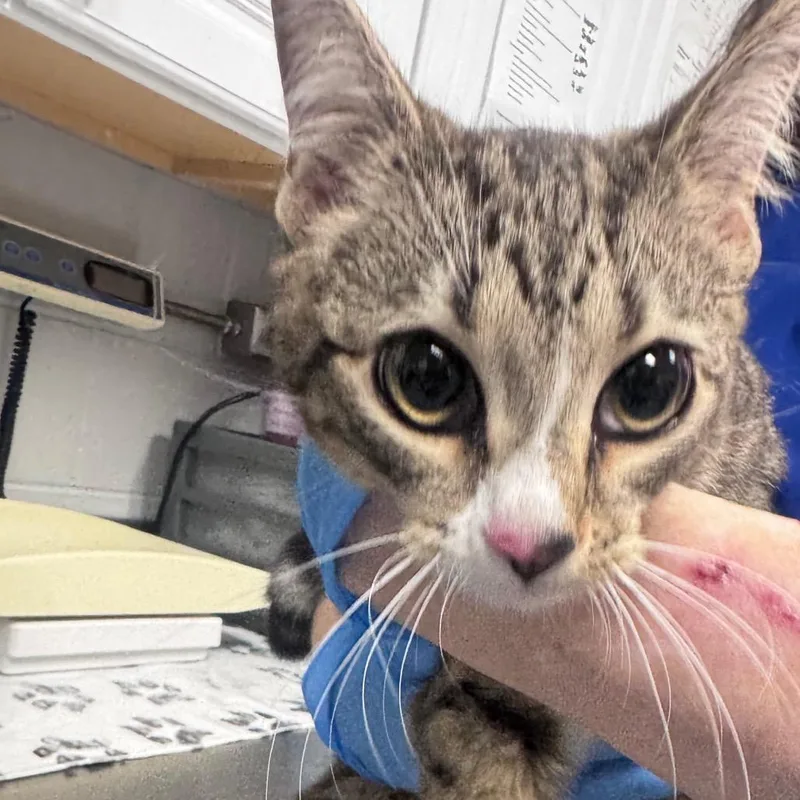 An adult medium-sized female Brown / Chocolate Domestic Short Hair cat named Lilly for adoption in Greenville, SC
